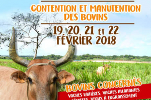 Formation contention et manutention des bovins